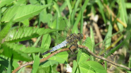 Black-tailed skimmer male