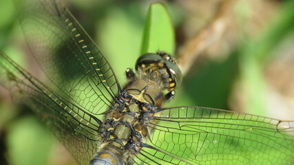 Black-tailed skimmer male