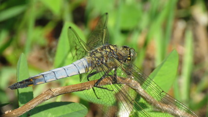 Black-tailed skimmer male