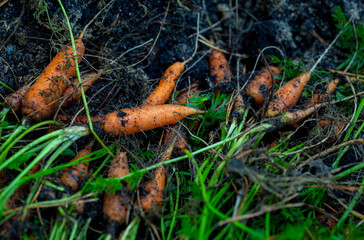 background of fresh carrots with tops and soil from the garden