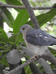 A hawk in the tree