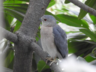 A hawk in the tree