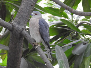A hawk in the tree