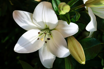 Lily in the autumn garden