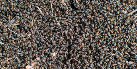 Lots of ants. Ant hill. Concept- agglomeration