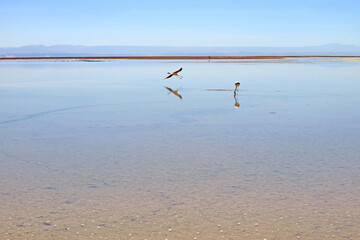 One Flying Away Flamingo with one Grazing in the Chaxa Lagoon, Part of Salar de Atacama Salt Flat in Antofagasta Region, Northern Chile