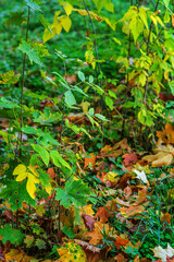 autumn leaves in the forest