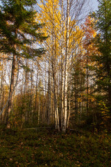 autumn landscape yellowed leaves on trees in the forest