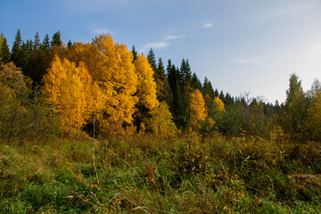 autumn landscape yellowed leaves on trees in the forest