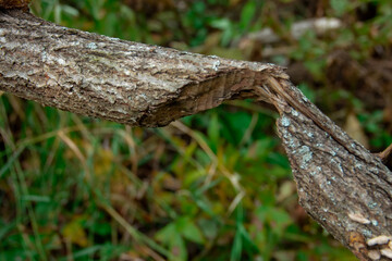 the trunk of a tree damaged by beaver teeth