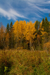 Fototapeta na wymiar autumn landscape yellowed leaves on trees in the forest