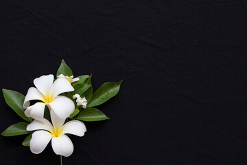 frangipani white flowers fragrance flora of asia arrangement flat lay postcard style on background black