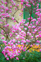 Magnolia pink flowers blossoming for the beginning of spring time with green Wooden louvre - Pisa, Italy 