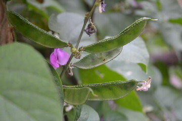 bean flowers in a garden