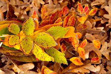 Various fallen leaves on ground. Autumn colorful foliage. Season change concept.