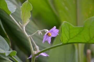 Brinjal flowers