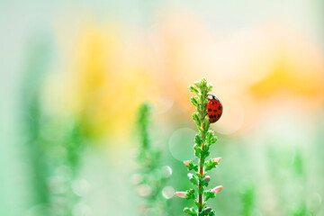 A little ladybug is walking through the flowers in my garden looking for food