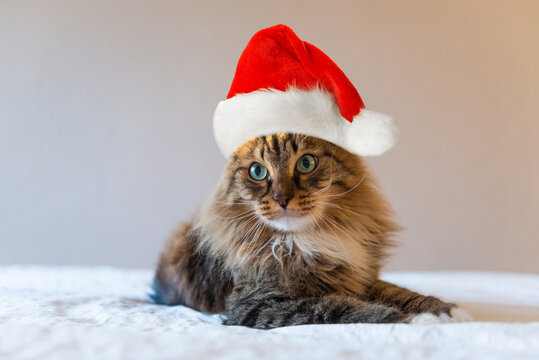 christmas cat in red Santa Claus hat.