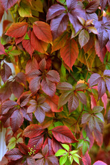 the leaves of wild grapes