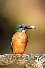 The common kingfisher (Alcedo atthis) also known as the Eurasian kingfisher, and river kingfisher sitting on the branch with a fish in its beak.