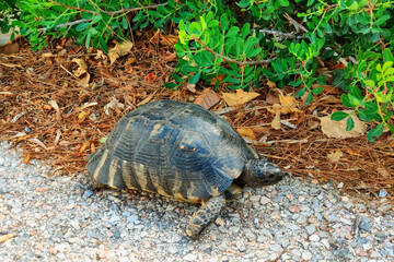 A large turtle slowly crawls in the  green grass. Big turtle in the garden.