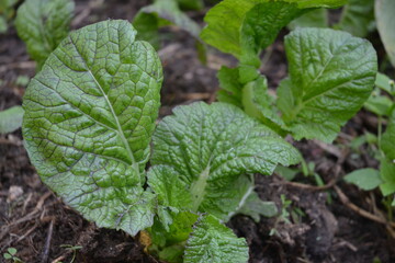green mustard plants in the garden