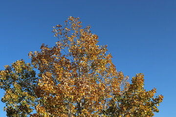 leaves and blue sky