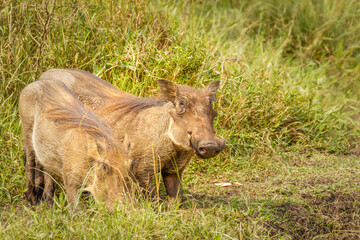 A warthog (Phacochoerus africanus) eating, Lake Mburo National Park, Uganda.