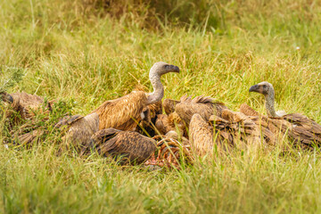 White-backed vultures (Gyps africanus) scavenging on a carcass, Lake Mburo National Park, Uganda.	
