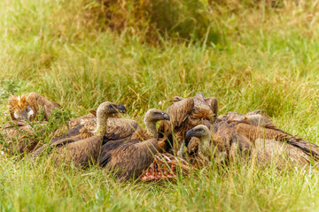 White-backed vultures (Gyps africanus) scavenging on a carcass, Lake Mburo National Park, Uganda.	