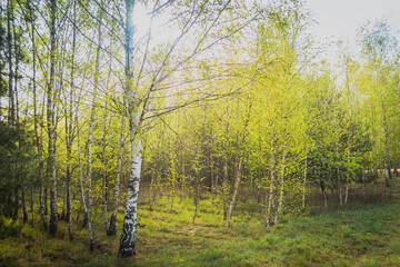 autumn young birch forest in the sunshine