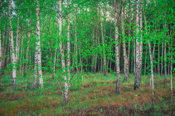 autumn young birch forest in the sunshine