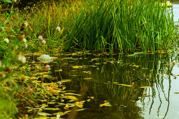 autumn reeds in the water