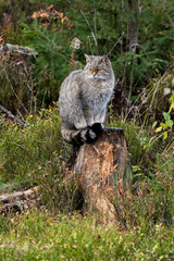 Wildkatze Merkmale
