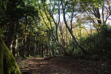 Fototapeta na wymiar とても美しい日本の秋の山の景色