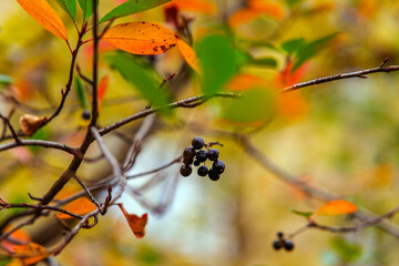 autumn leaves of black currant