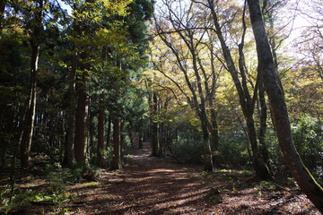 Fototapeta premium とても美しい日本の秋の山の景色