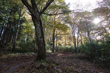 Obraz premium とても美しい日本の秋の山の景色