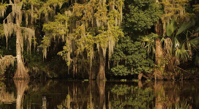 Louisiana cypress trees and moss reflected by sunset  light in bayou swamp near New Orleans