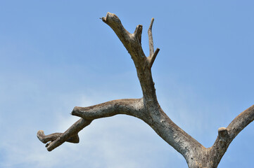 Dead tree over blue sky with whie clouds
