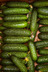 cucumbers in the market