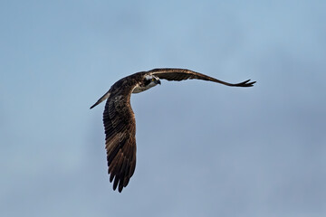 Osprey (Pandion haliaetus)