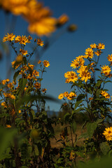 Beautiful,bright yellow sunflowers nature scene. Close-up of wild flowers against sunlight and blue sky