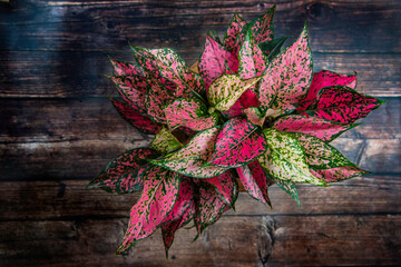 Aglaonema plant Chinese Evergreen 