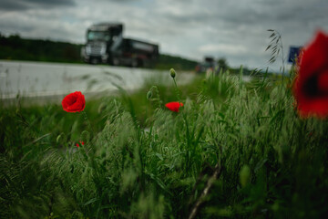 Beautiful Nature Background.Abstract Wallpaper.Celebration, love.Holiday.Artistic Flowers and Plants Art Design.Seasonal Flower.Red and pink Colors.
