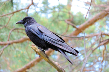 Raven (Corvus corax)  , Beautiful black crow sitting on branch