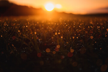 Beautiful close up macro view of a grass meadow with waterdrop details and orange morning sunrise light and blurry dreamy and magic background. Abstract wie of water drops. Harz National Park - obrazy, fototapety, plakaty