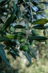 Close up of green olive on an olive tree
