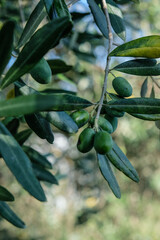 Close up of green olive on an olive tree