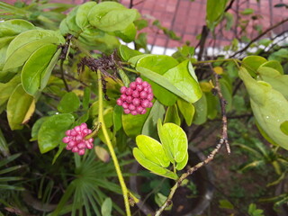 Red fruits & vegetables contain nutrients that maintain healthy blood pressure, discourage the growth of tumors, reduce bad cholesterol, reduce the risk of prostate cancer in men, and help prevent red